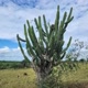 Caatinga