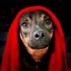 Ofaiskadog