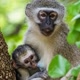 Monkey  baby