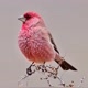 birds.wildlife.nature