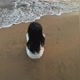 不是xie