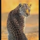 ANIMAIS DA NATUREZA