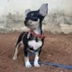 Tina Pinscher Zero