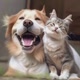 dogs&cats