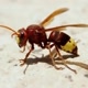 lili.wasp