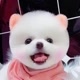 AN🐶
