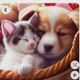 GATINHOS E  fotinhos 😃