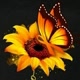 ariely_ana