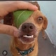 VÍDEOS DE ANIMAIS ENGRAÇADOS🤣