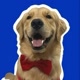 Brebote, o Golden Retriever