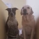 Pets Cute