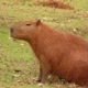 contosimumcontoporra