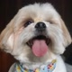 luck.dog