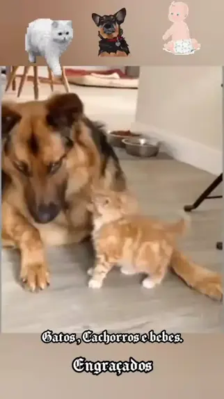 Cat e dogs Vídeos engraçados