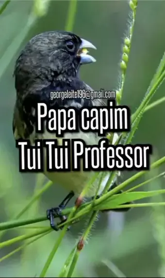 papa capim tuitui zero vivite