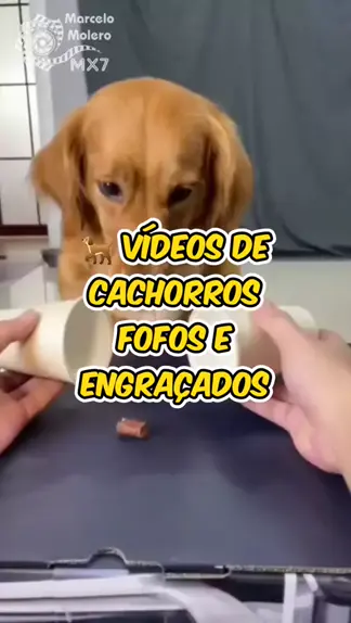 Videos Engraçados de cachorros 