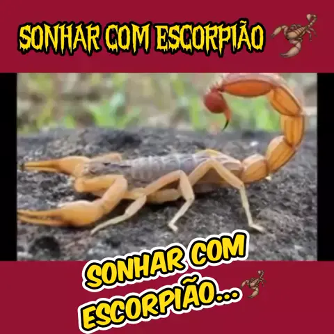 Sonhar com Escorpião – Significado Evangélico (Bíblia) - Blog Wow