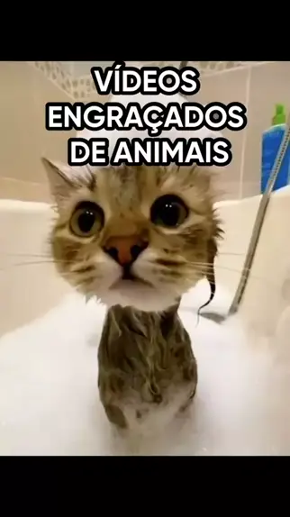 video engracado de animais que falam