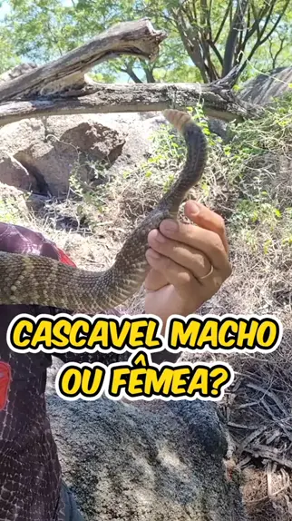 como diferenciar se a cobra é fêmea ou macho | Dis ...| Kwai