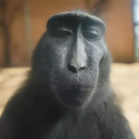 Australopithecus Rizzs Gifs the rizz monkey gif | Discover