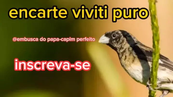 CANTO DO PAPA CAPIM TUI TUI PURO. O papa-capim, papa-capim-capuchinho