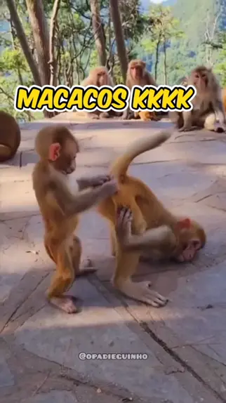 macaque monkey torture | Discover 