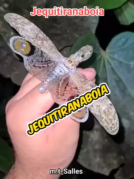 Moradora do interior de SP registra jequitiranaboia, espécie