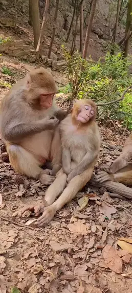 Albino Macaco - Fotografias de stock e mais imagens de Albino - Albino,  Animal, Animal selvagem - iStock