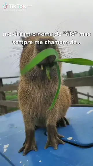 oi meu nome é clara a capivara musica｜TikTok Search