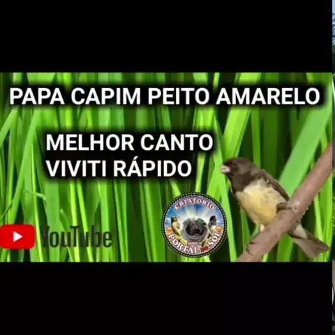 Papa Capim - Canto Selvagem