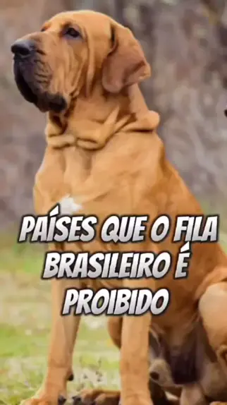 Revista Meu Pet - Fila Brasileiro: o cachorro da raça 100% nacional tem  porte grande e resistente, além de temperamento forte e enorme devoção aos  donos. :) →  Foto: Pinterest Canine