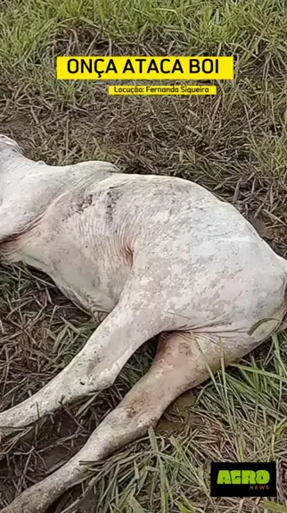 Onça ataca boi no pasto