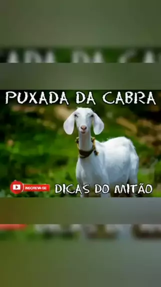 jogo do bicho puxada da vaca