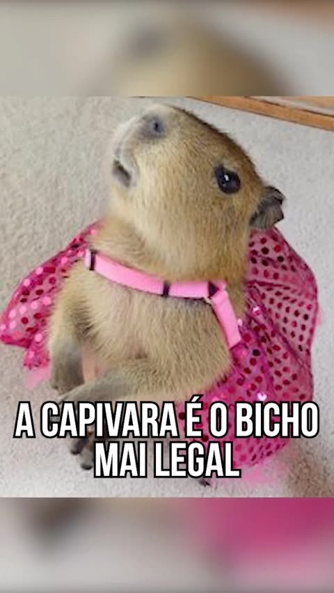 Oi meu nome é Clara, a capivara 💞