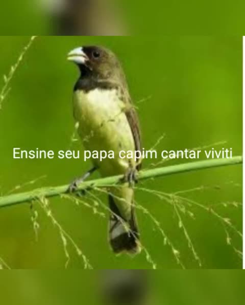 papa capim (tui tui viviti) coleiro baiano tui tui viviti