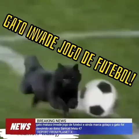 Gato Net Futebol