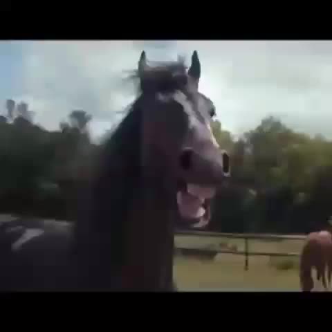 VÍDEO: cavalo fica 'dando risada' ao curtir mergulho em rio de SC