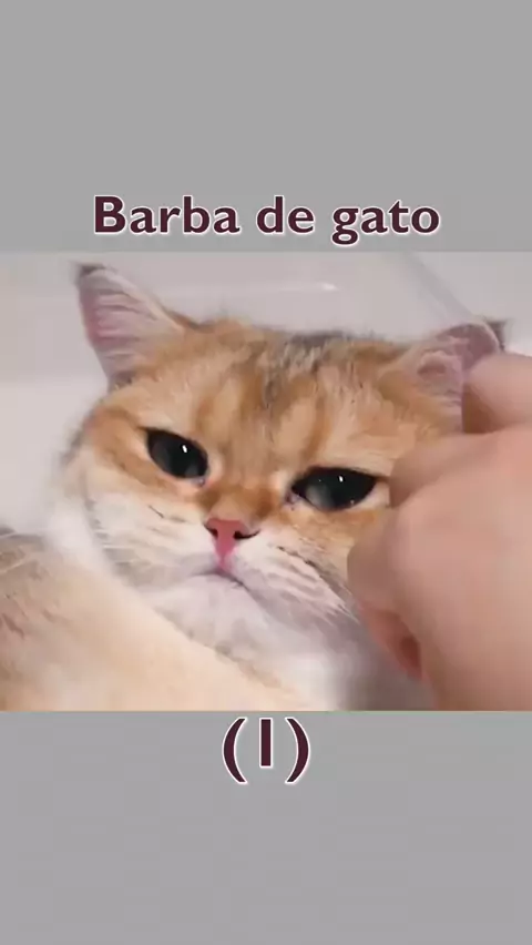 OOOOOHHH Atualizado ✨❤️ #gatodebotas2 #gatodebotas #gatos #meme