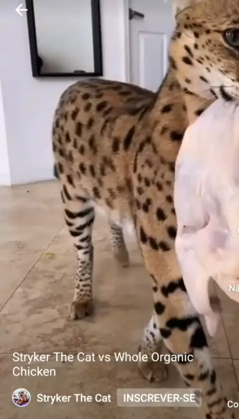 Stryker the cat breed cheap