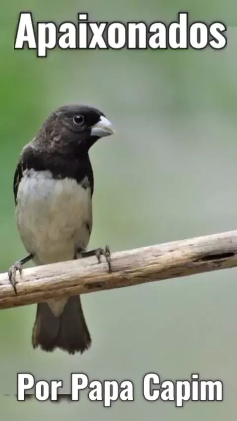 CANTO DO PAPA CAPIM TUI TUI PURO. O papa-capim, papa-capim-capuchinho