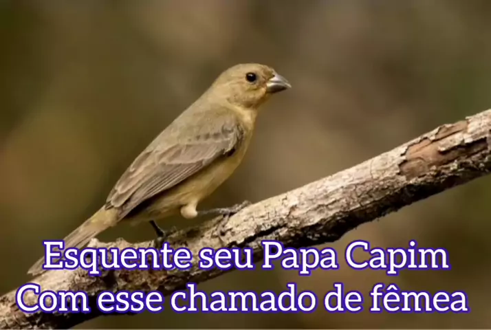 Papa Capim Cantando no Sertão em vídeo