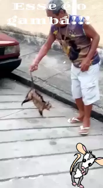 Ratos GIGANTES infestam cidade no IRÃ?