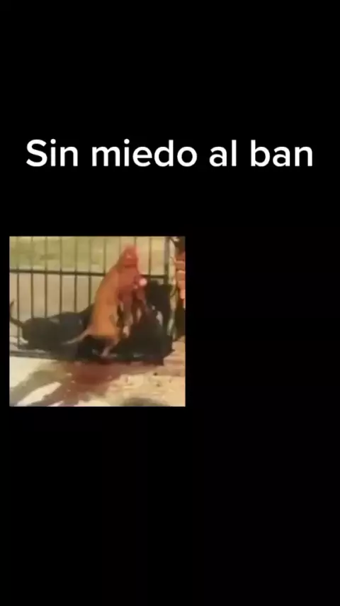 luysibanak video original contexto sin miedo al ba ...| Kwai