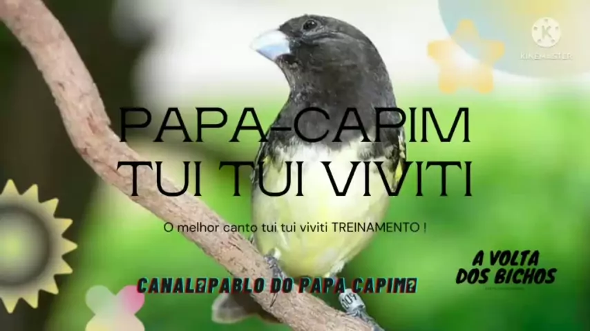 CANTO DE PAPA CAPIM VIVITI PARA TORNEIO #CANTODASAVES 