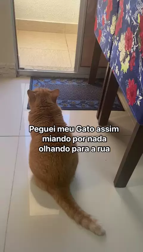 🐱 GATOS MIANDO 🐱 