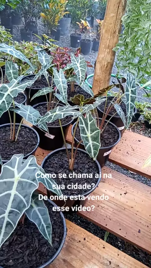 Cara-de-cavalo (Alocasia sp.)  Plantas, Idéias de jardinagem