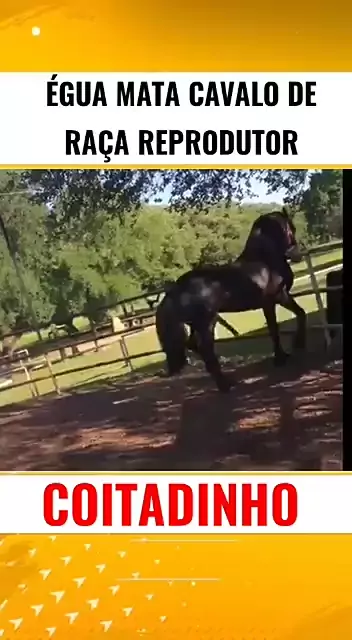 Açoita Cavalo Miúdo