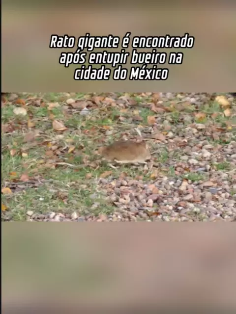Encontraram um rato gigante no México! 