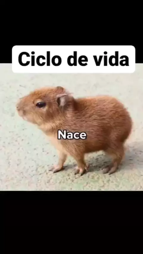 meme da capivara