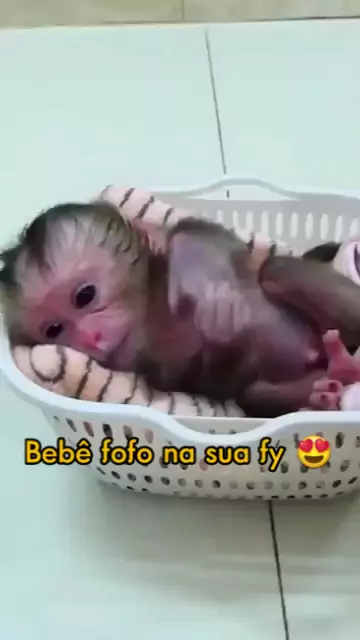 macacos fofos e bebes